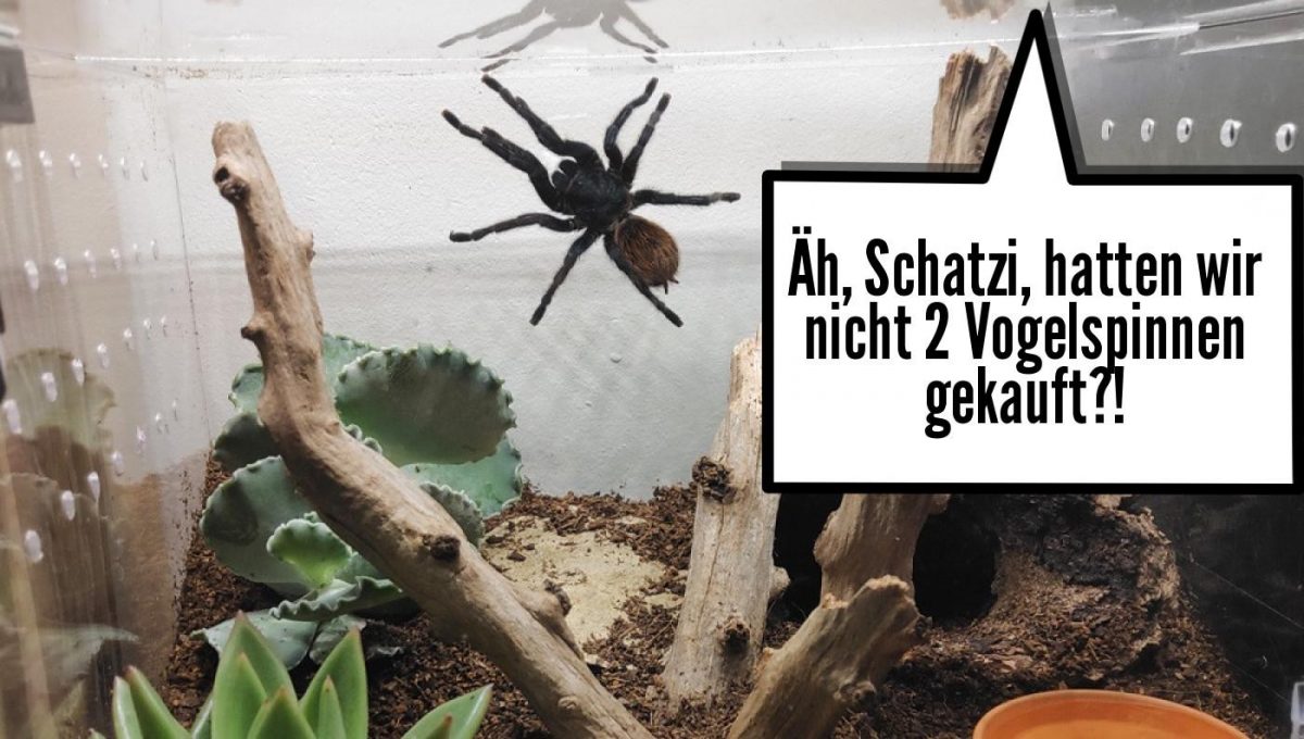 Letzte Worte eines Terrarium-Besitzers