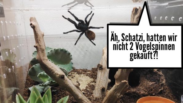 Letzte Worte Vogelspinne
