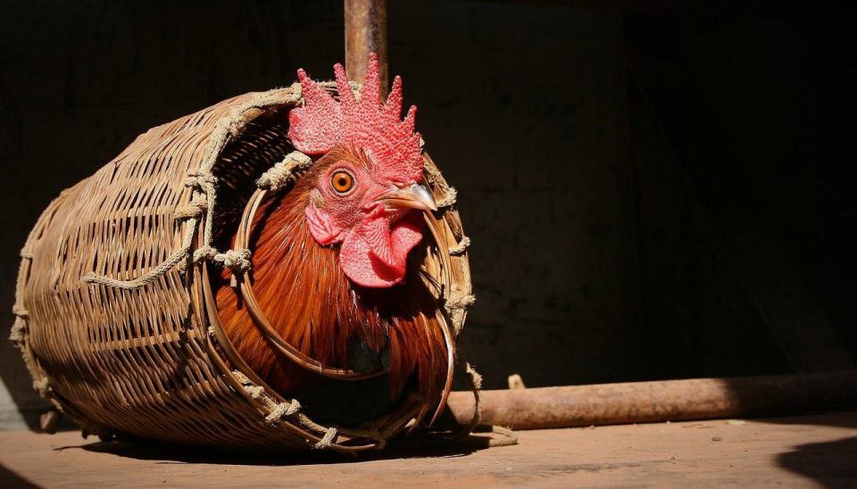 Nachhaltigkeit Tierwohl