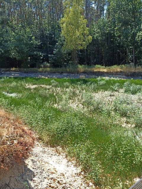 Klimawandel Trockenheit